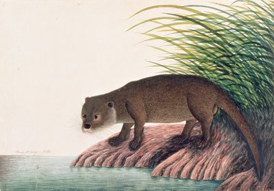Otter, Brang-Brang, from Drawings of Animals, Insects and Reptiles from Malacca by Chinese School